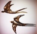 Swallows - Wall Art.  Beautiful handmade Ceramic Bird with bronze glaze 9-12' (23-30cm) . Price per bird. 