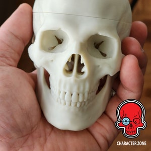 Accurately Detailed 3D Printed Human Skull 1:2 Scale Beautiful Model For Sketching And Desk Ornament Conversation Piece