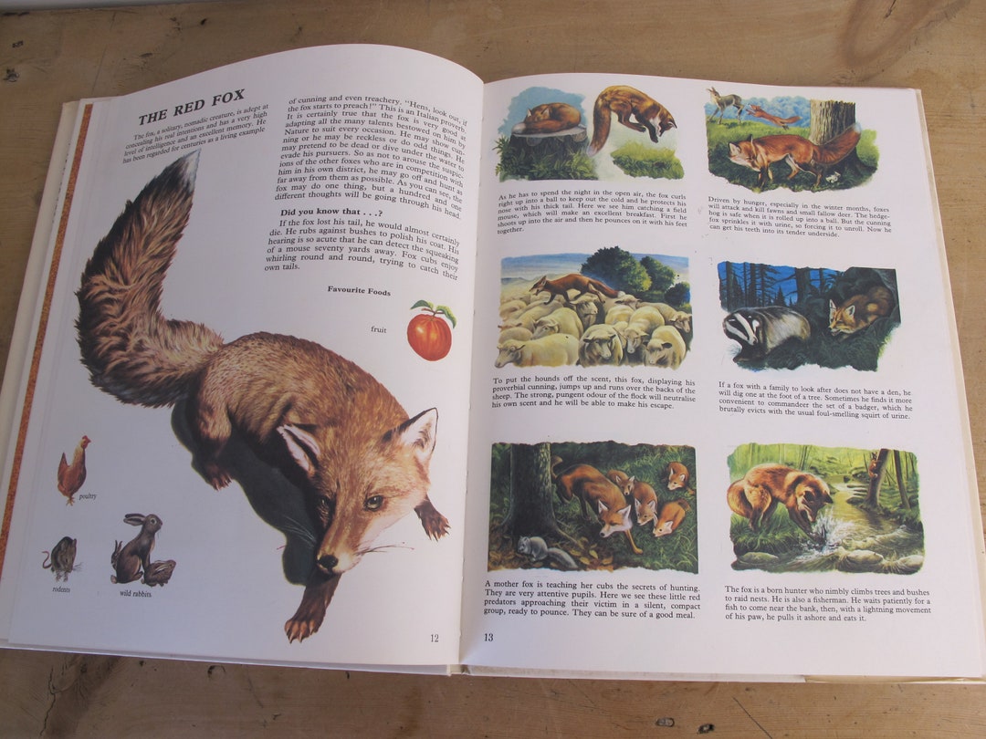 Vintage Book Animals of Heath and Woodland Translated From picture