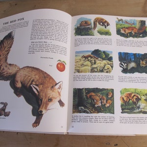 Vintage book - Animals of Heath and Woodland - translated from the Italian - 1973. Beautiful children&#39;s nature book.