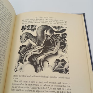 May include: A black and white illustration of an otter-like animal perched on a stylized tree branch, from a book titled "Otters and Men". The image is printed on aged paper with visible text.