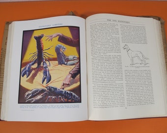 Vintage Science of Life Book, 1929, HG Wells, Illustrated