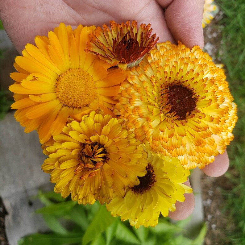 Calendula Flowers Organic Dried Herb Calendula officinalis Etsy