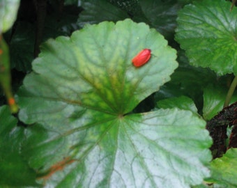 Costa Rican Red Bug