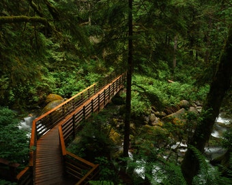 Landscape Photo - Washington Forrest Bridge