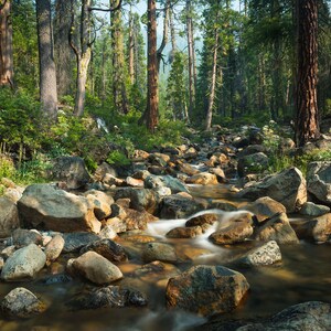 Landscape Photo - Mount Shasta Forrest