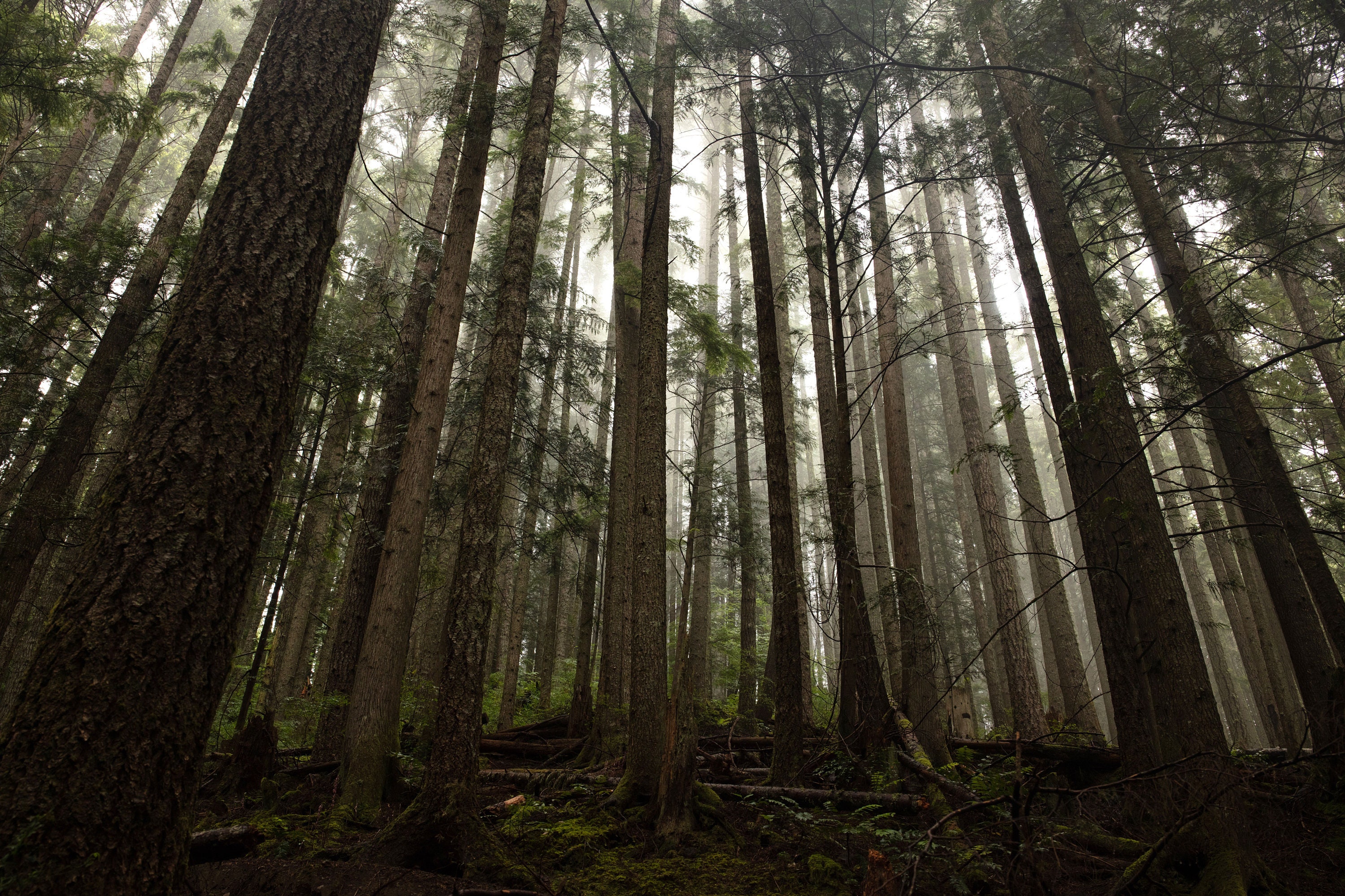 Landscape Photo - Forrest in Washington