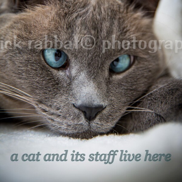 LAST COPY Cross Eyed Blue Eyed Cat Instant Digital Download Fine Art Photography Animal Photography Tonkinese Cat Funny Cat Quote