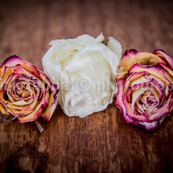 Letzte Kopie Rosen Foto sofort Digital-Download Fine Art Fotografie Romantisches Schlafzimmer Badezimmer Dekor rosa weiße bedruckbare Foto zum Muttertag