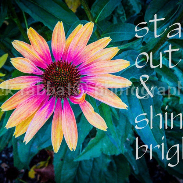 LAST COPY Stand Out & Shine Bright Love Yourself Flashy Echinacea Fine Art Flower Photography Instant Digital Download Pink Blue Teal Yellow