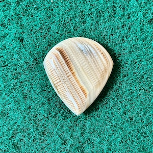 Seashell guitar pick/4.7mm thick. Jazz profile... by BeachSidePicks.