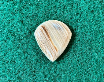 Seashell guitar pick/4.7mm thick. Jazz profile... by BeachSidePicks.