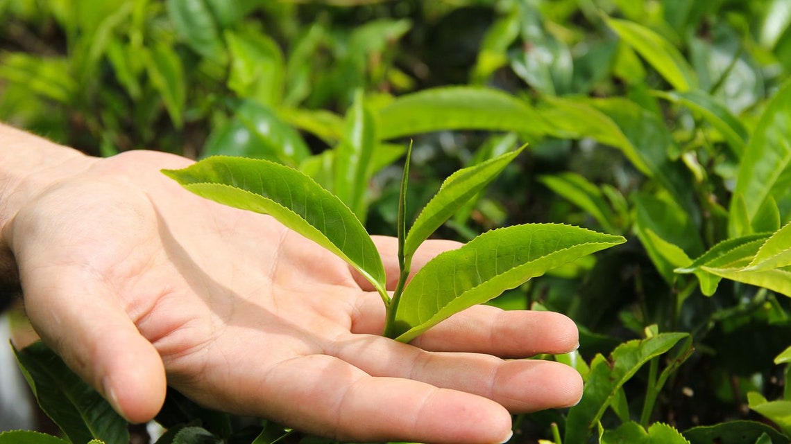Golden Reserve Ceylon Black Tea | New Vithanakanda FBOPF - Etsy