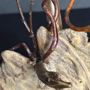 May include: Close-up of a piece of driftwood with several dark brown, twisting branches. The wood is light brown with a rough texture and small patches of sand. The branches have a glossy finish.