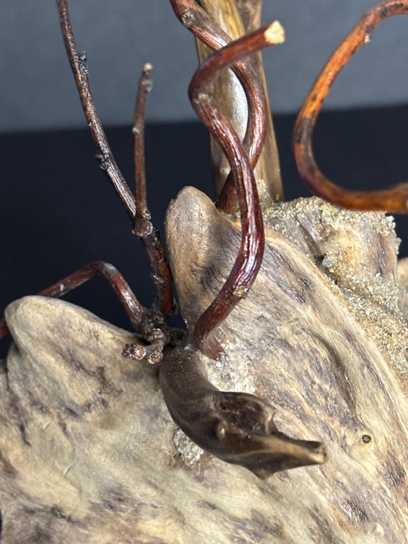 May include: Close-up of a piece of driftwood with several dark brown, twisting branches. The wood is light brown with a rough texture and small patches of sand. The branches have a glossy finish.