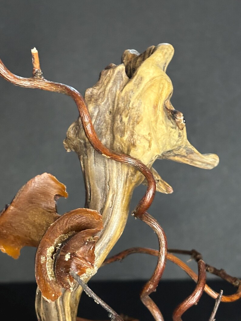 May include: Close-up of a piece of driftwood with a light brown and tan color. The wood has a rough texture and is intertwined with thin, dark brown vines. The background is a solid dark gray.