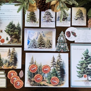 Pine Tree, Evergreen Unit Study, Christmas Tree, Winter Activities, Pine Cone, Montessori Activities, Morning Basket, Homeschool Learning