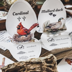 Może przedstawiać: Zestaw dwóch kart edukacyjnych przedstawiających kardynała i kaczora krzyżówki. Każda karta zawiera zdjęcie ptaka, jego nazwę oraz informacje o jego środowisku i diecie. Karta kardynała przedstawia czerwonego kardynała w gnieździe z jajami, a karta kaczora krzyżówki przedstawia brązowo-białego kaczora pływającego w stawie.