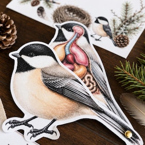 May include: Two layered paper cutouts of a black-capped chickadee bird. The top layer shows the bird's exterior with black, white, and tan feathers. The bottom layer reveals a detailed anatomical illustration of the bird's internal organs.