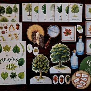 Könnte beinhalten: Lehrreiches Set mit Baum- und Blätterillustrationen. Enthält Karten mit Baumnamen, Blattschemata, eine Lupe und eine Holzscheibe mit Etiketten. Das Set hat auch Baum-Ausschnitte und kleine Flaschen.