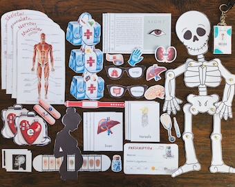 Human Body Study: Organs, Skeleton, Pregnancy Activities