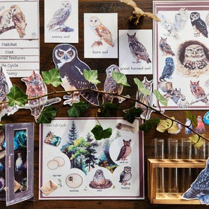 Könnte beinhalten: Ein Set an Eulen-Lehrmaterialien für Kinder, bestehend aus Lernkarten, einem Lebenszyklus-Diagramm und einem Satz Reagenzgläser. Die Lernkarten zeigen verschiedene Eulenarten, darunter Schnee-Eulen, Schleiereulen und Waldkauze. Das Lebenszyklus-Diagramm zeigt die Phasen des Lebens einer Eule, vom Ei bis zum Erwachsenen. Die Reagenzgläser sind leer und bereit, mit Eulen-bezogenen Gegenständen gefüllt zu werden.