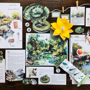 Pond Unit, Pond Study, Montessori Inspired, Homeschool, Homeschool activities, Frog, Pond Life, Activities, Printables, Freshwater Study