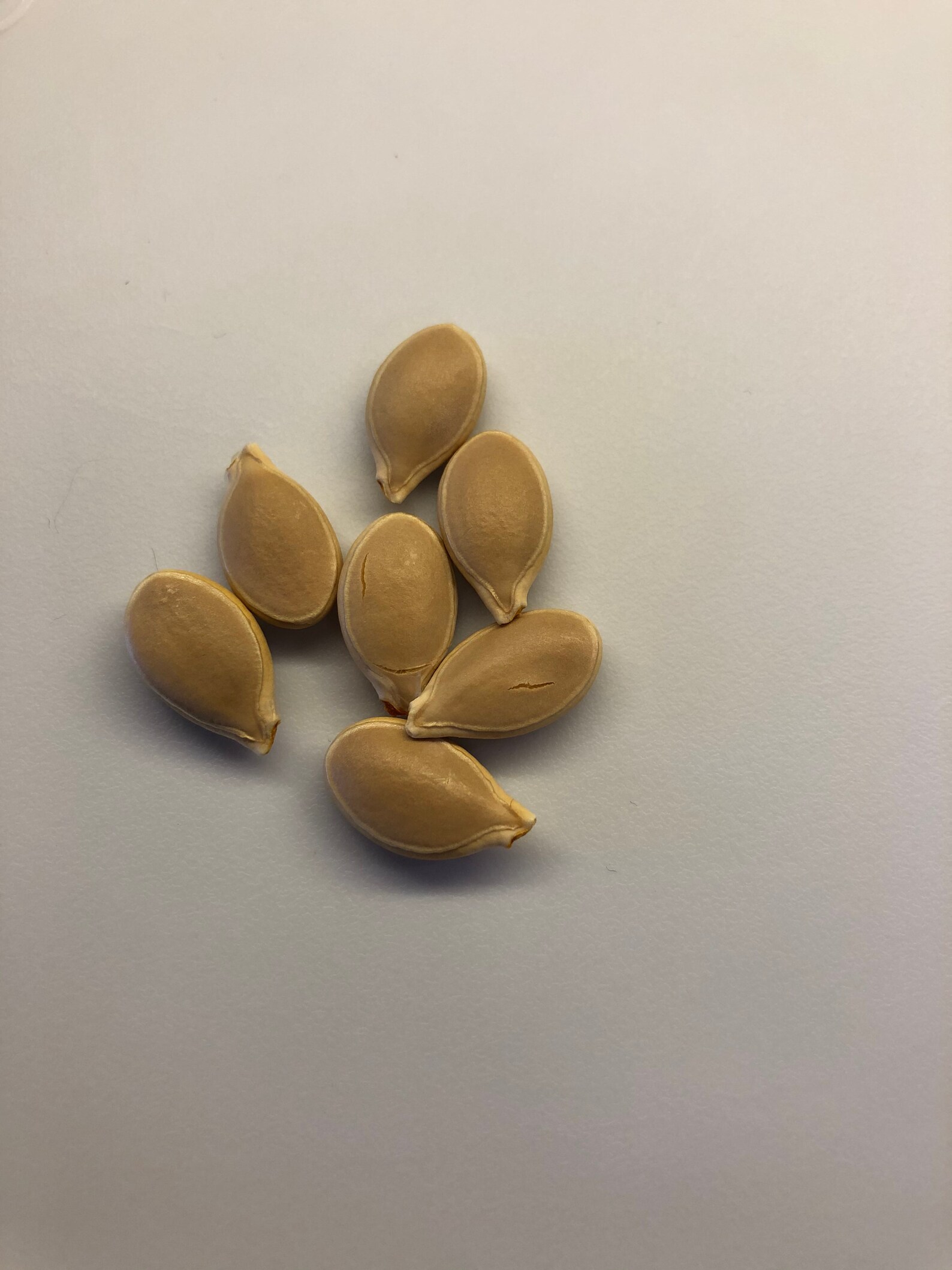 Blue Jarrahdale Pumpkin Seeds Etsy