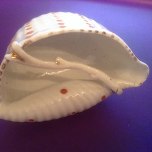 Puede incluir: Una concha de porcelana blanca con ribete dorado y puntos rojos. La concha est&aacute; abierta y tiene una peque&ntilde;a rama en su interior.