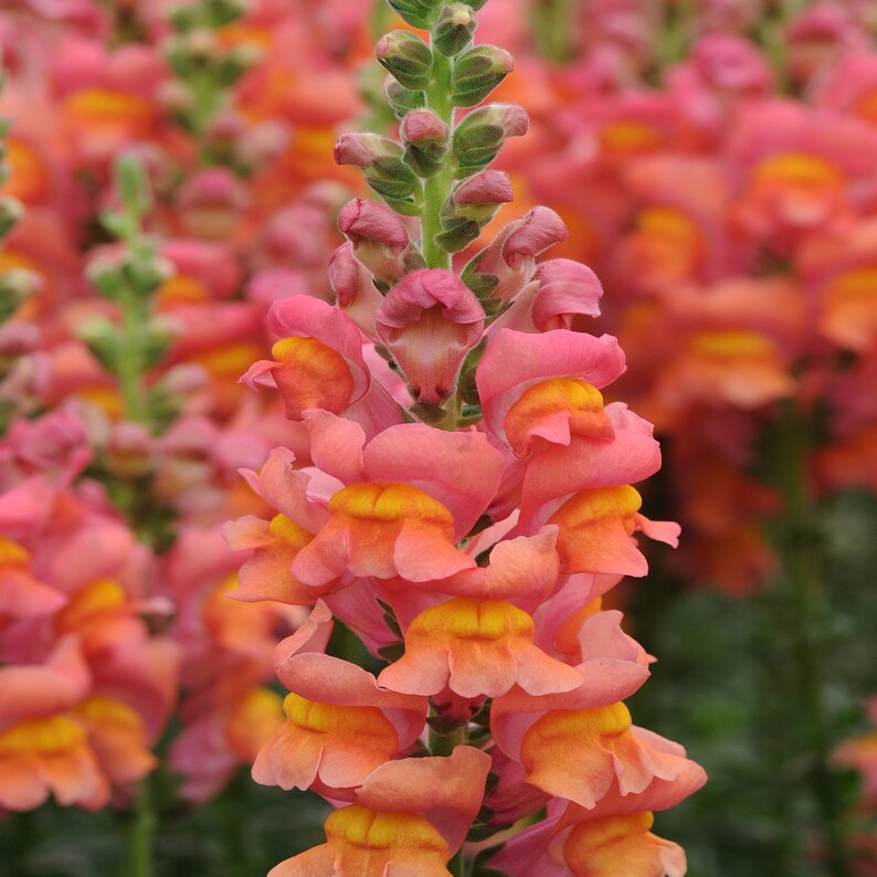 Snapdragon Orange Wonder100 Seeds Etsy