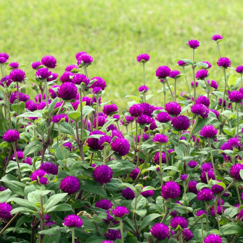 Gomphrena Purple: 100 Seeds | Etsy