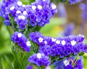 Limonium Sinuatum 50+Seeds Statice Blue River Flower Seeds Limonium Sinuatum 50+Seeds Statice Blue River Flower Seeds