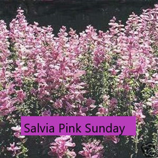 Salvia Pink Sunday, 20-100+ seeds, 10 perc off 2+ pcks, FREE sample pck, free sowing tips, shipping over 4.50 refunded