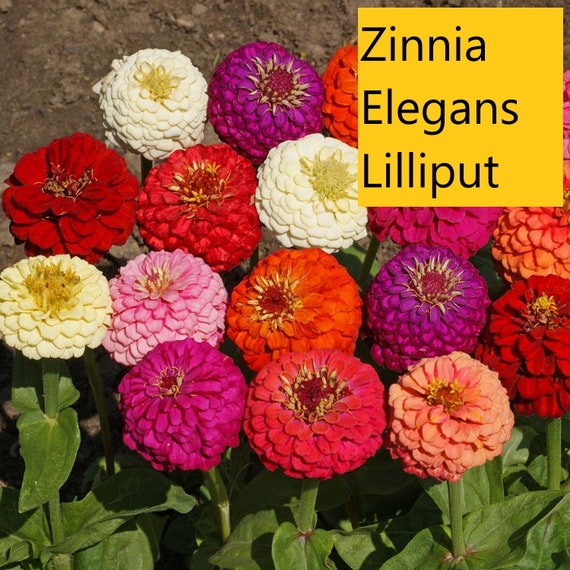 Zinnia Elegans Lilliput 100 Seeds Etsy