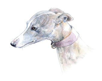 Gentle and patient. A whippet portrait