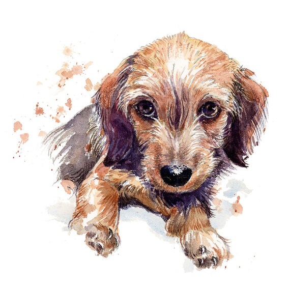 cute dachshund puppies