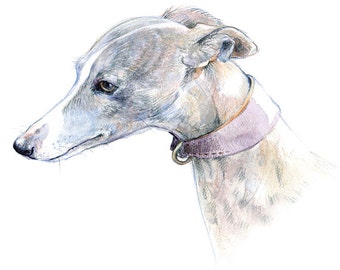 Gentle and patient. A whippet portrait