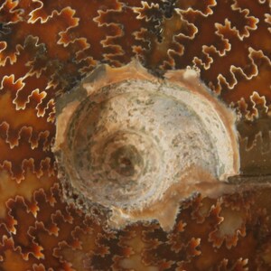 May include: Close-up of a fossilized ammonite with a spiral pattern and brown and white colors.