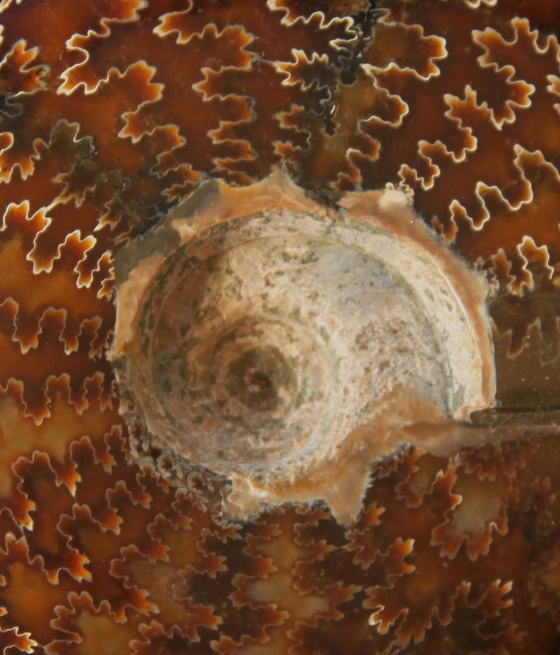 May include: Close-up of a fossilized ammonite with a spiral pattern and brown and white colors.