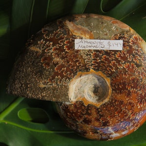 May include: A fossilized ammonite from Madagascar with a brown, orange, and white swirling pattern. The ammonite is on a green leaf background. Ammonite $144.