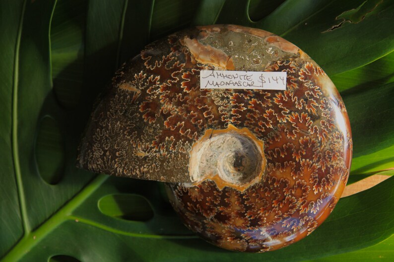 May include: A fossilized ammonite from Madagascar with a brown, orange, and white swirling pattern. The ammonite is on a green leaf background. Ammonite $144.