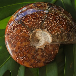 May include: A fossilized ammonite with a spiral shell pattern in shades of brown, orange, and white. The ammonite is resting on a green leaf.