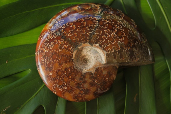 Large Polished Ammonite ~ Gorgeous patterns ~ Madagascar