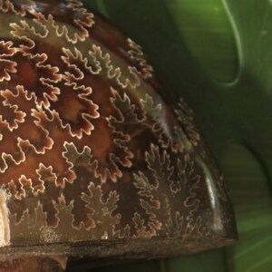 May include: A close-up of a fossilized ammonite shell with a brown and white swirling pattern. The shell is smooth and polished, with a glossy finish.