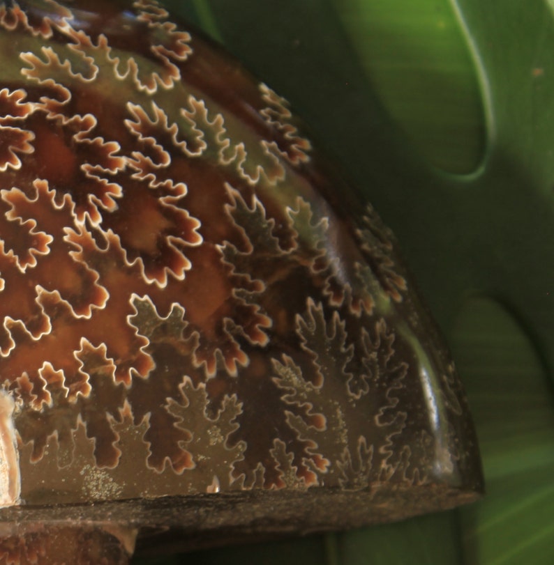 May include: A close-up of a fossilized ammonite shell with a brown and white swirling pattern. The shell is smooth and polished, with a glossy finish.