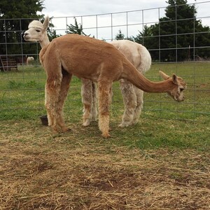 May include: Two alpacas standing in a grassy field. One alpaca is brown and the other is white. The brown alpaca has its head turned to the side and is looking at the camera. The white alpaca is standing behind the brown alpaca and is looking at the ground.