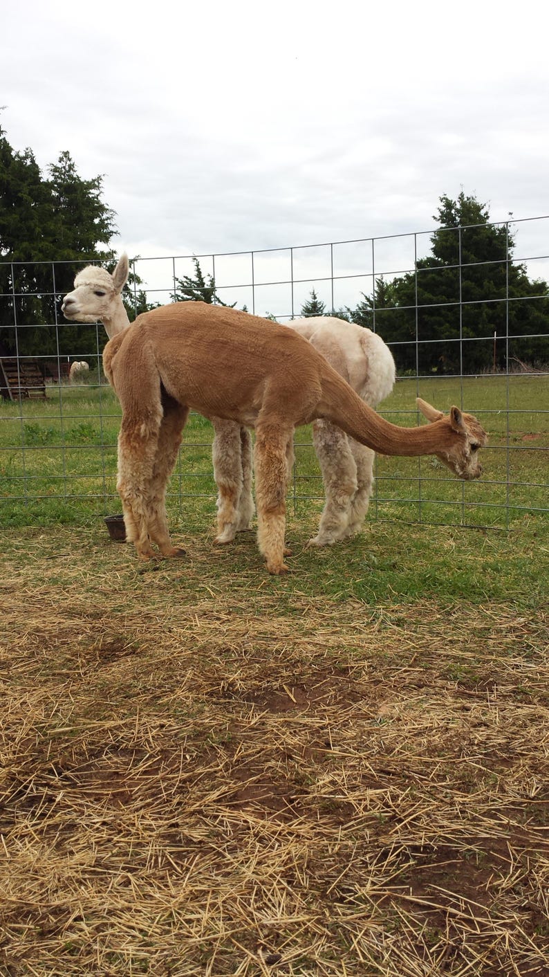 May include: Two alpacas standing in a grassy field. One alpaca is brown and the other is white. The brown alpaca has its head turned to the side and is looking at the camera. The white alpaca is standing behind the brown alpaca and is looking at the ground.
