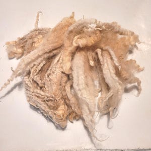 7"-9" Raw Cotswold Wool for Santas and Crafts