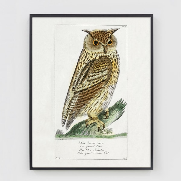 May include: A vintage illustration of a great horned owl perched on a branch. The owl is brown and white with yellow eyes. The illustration is titled "Strix Bubo Linn. Le grand Duc. Der Uhu Schuba. The great Horn Owl."