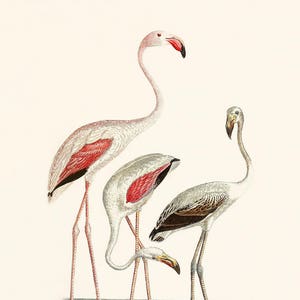 Flamingo Art | Flamingo Print | Flamingo Print Art | Hollywood Regency | Nursery Art | Pink Flamingo | Group of Flamingoes, Beach Decor